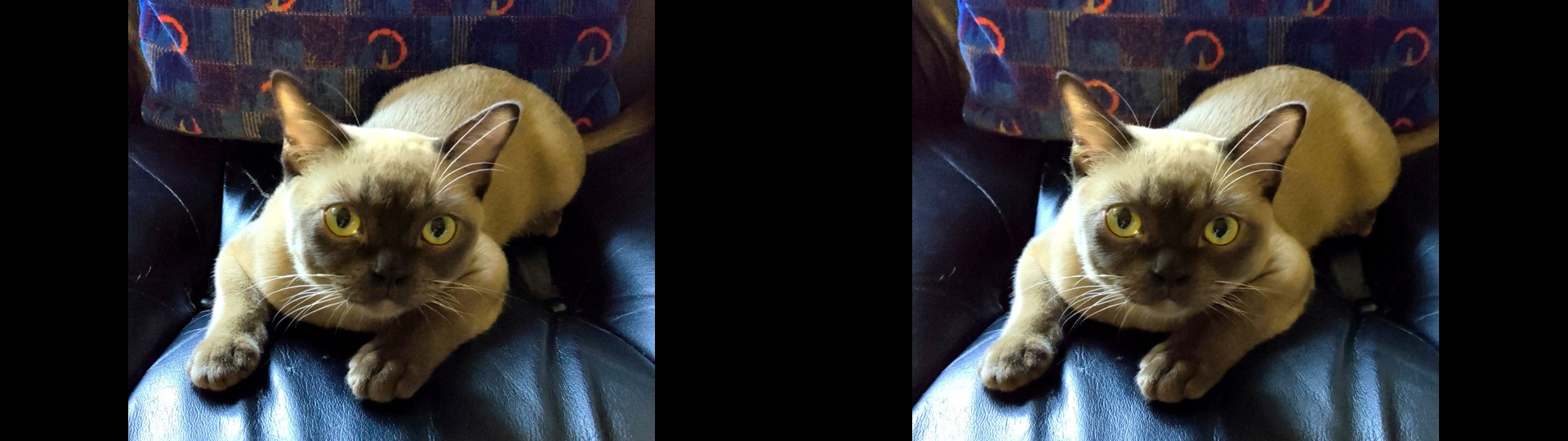 Cat in 3D